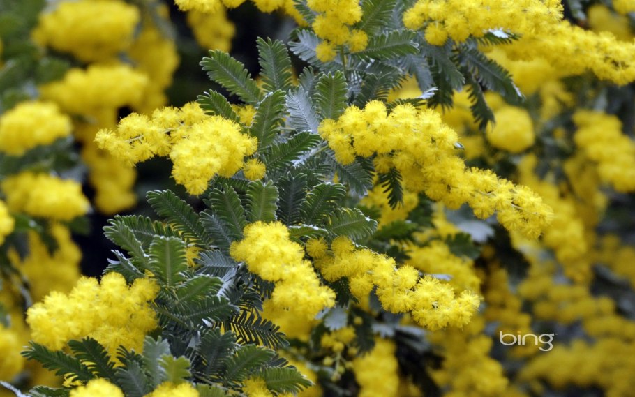 Акация Цариана