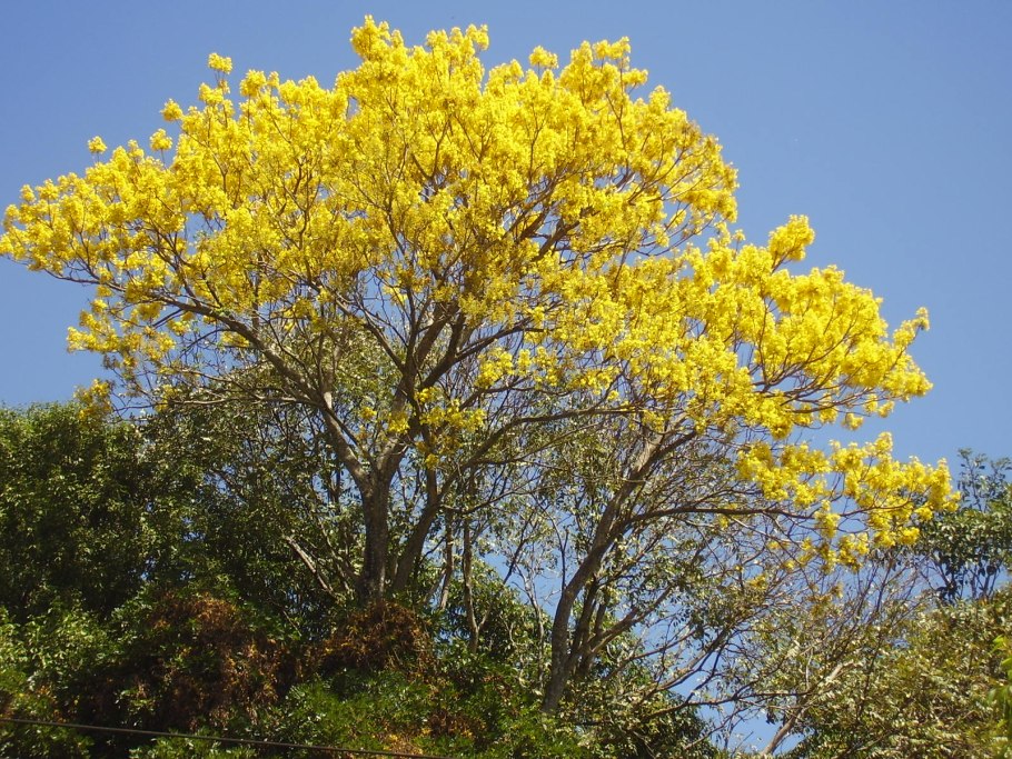 Серебристая Акация ствола