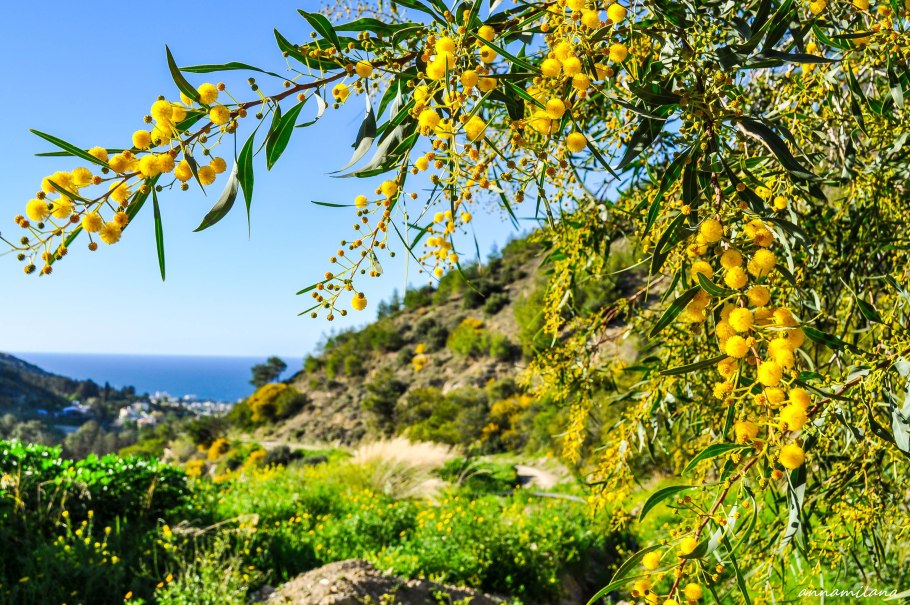 Мимоза акация абхазия