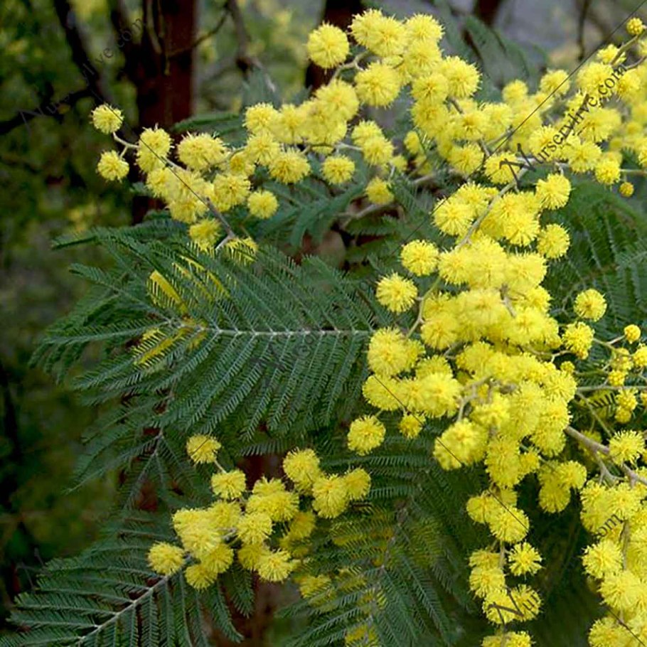 Мимоза акация