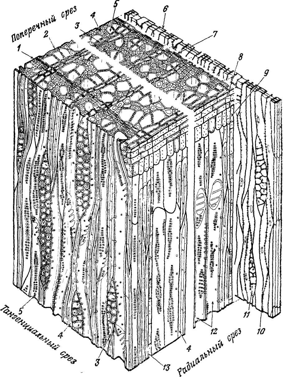 Древесина строение. Макроскопическое строение древесины сосны. Микростроение древесины схема. Макроскопическое строение древесины сосны обыкновенной. Микростроение коры древесины.