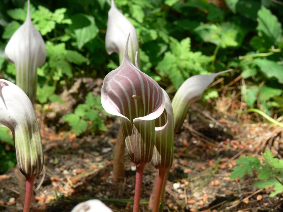 Цветок Jack-in-the-pulpit