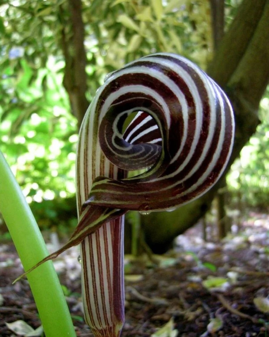 Jack in the pulpit