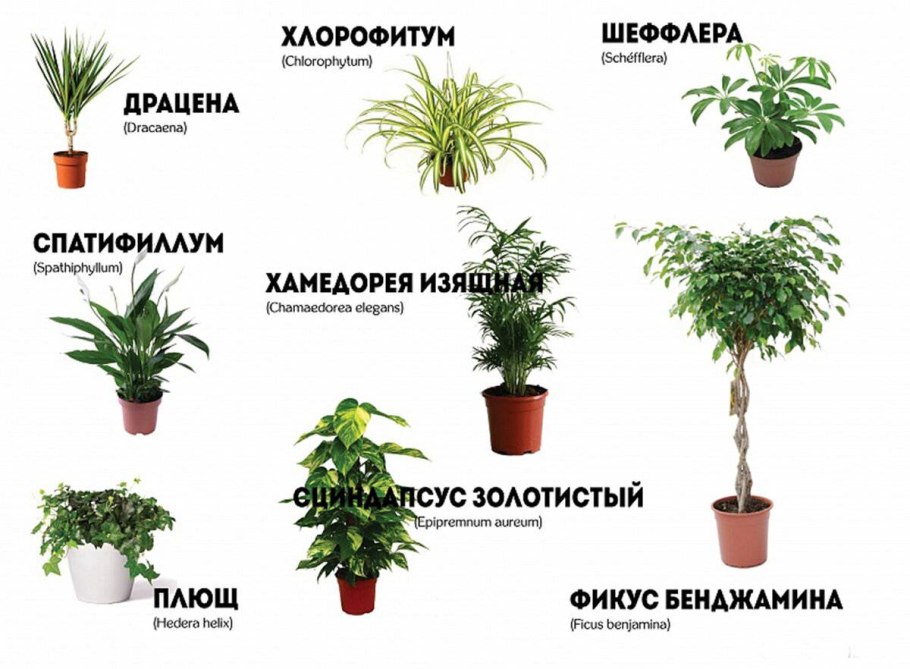 Полезные комнатные растения