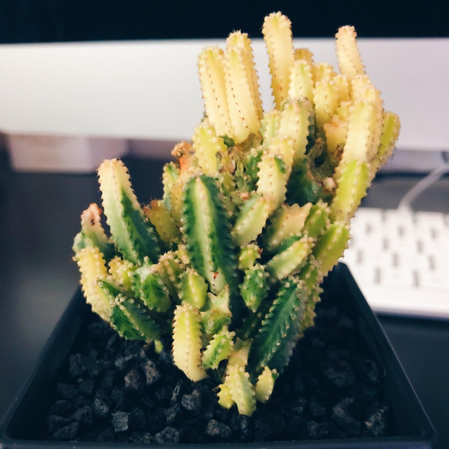 Эуфорбия Trigona