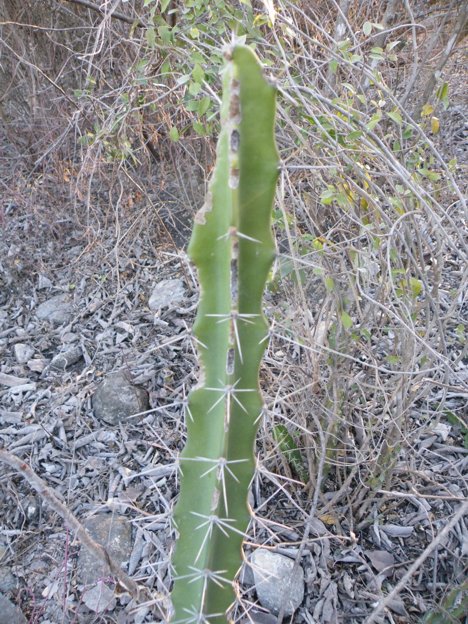 Акантоцереус тетрагонус