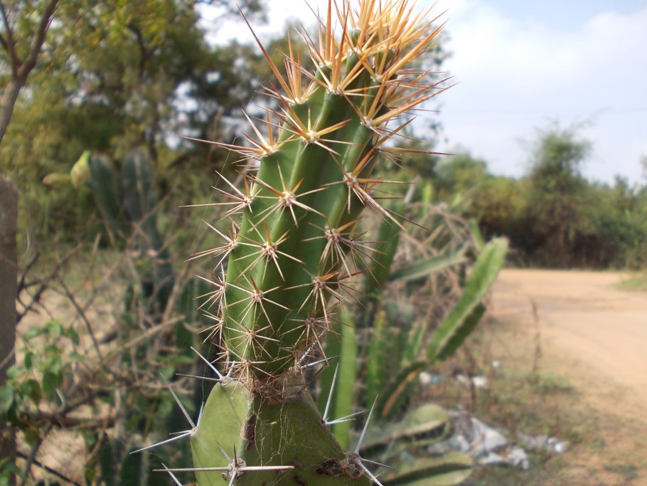 Акантоцереус тетрагонус