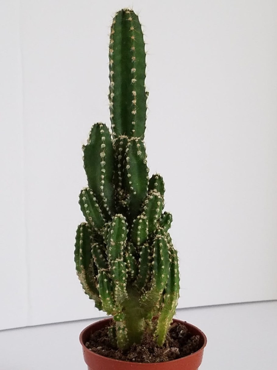 Кактус Fairy Castle