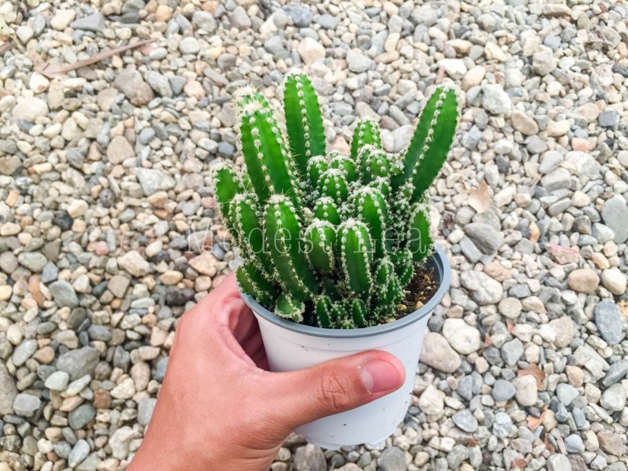 Кактус Акантоцереус