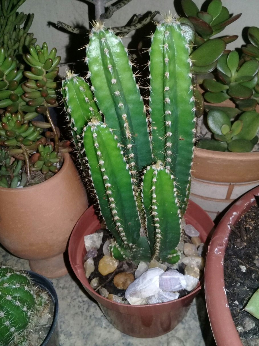 Цереус перуанский Кристата