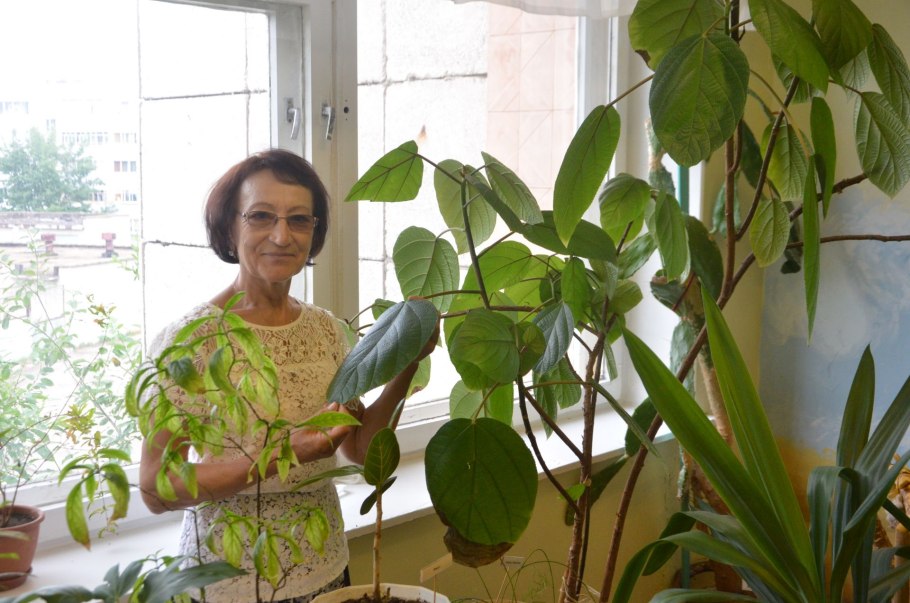 Спармания комнатная Липка выращивание из семян в домашних условиях