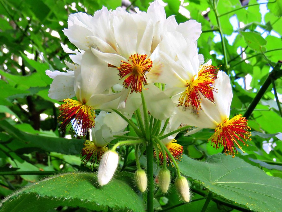 Спармания Африканская комнатная липа