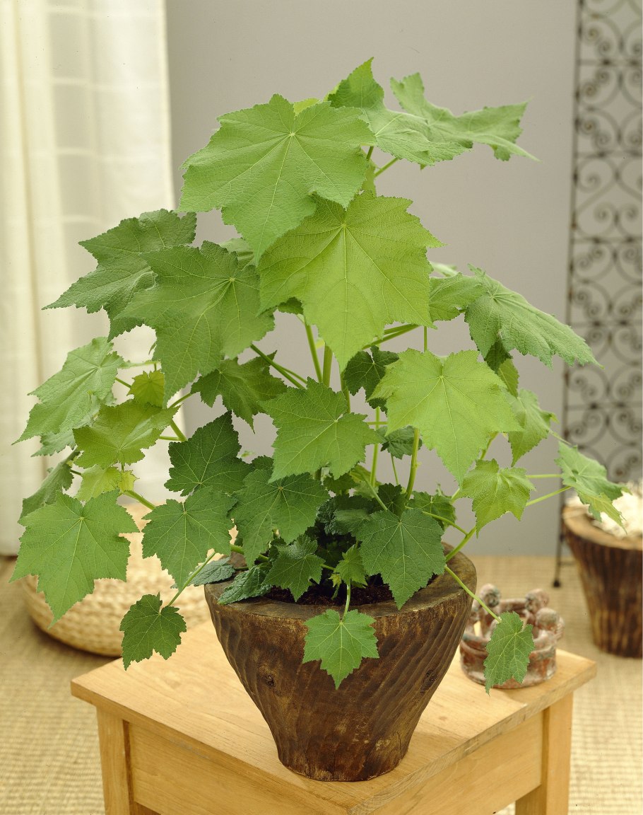 Спармания комнатная Липка