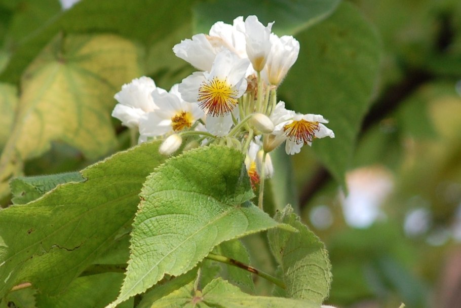 Спармания растение