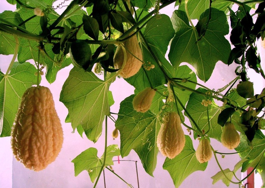 Цветок гибискуса