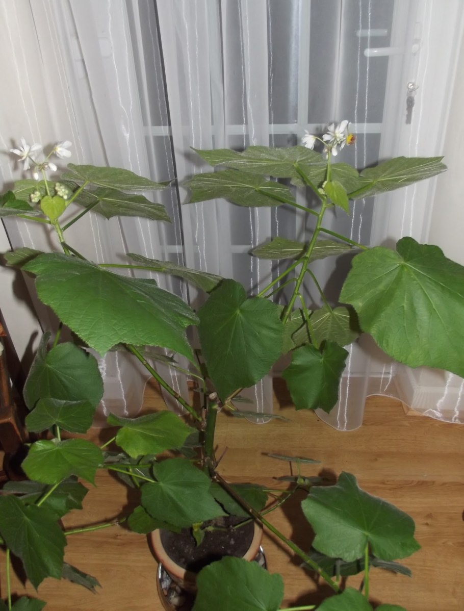 Спармания (комнатная липа)