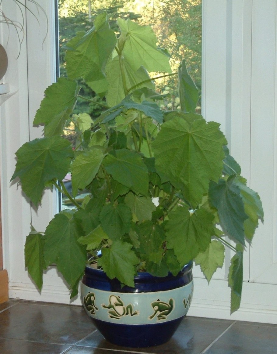 Спармания Африканская