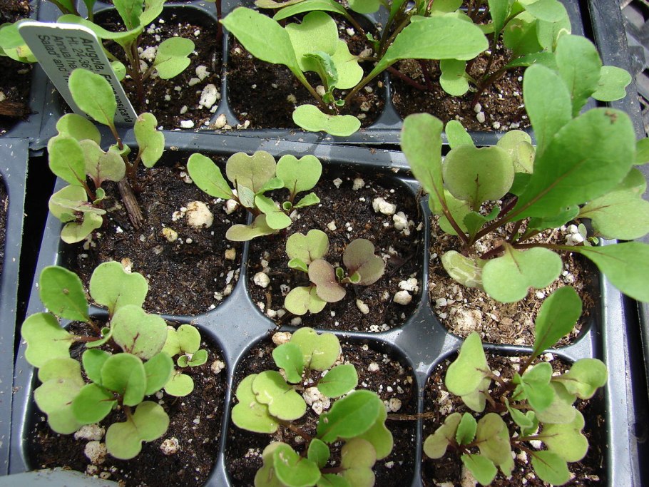 Плющ домашний цветок