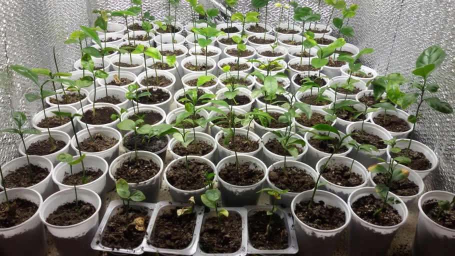 Пеперомия пеперомиевидная