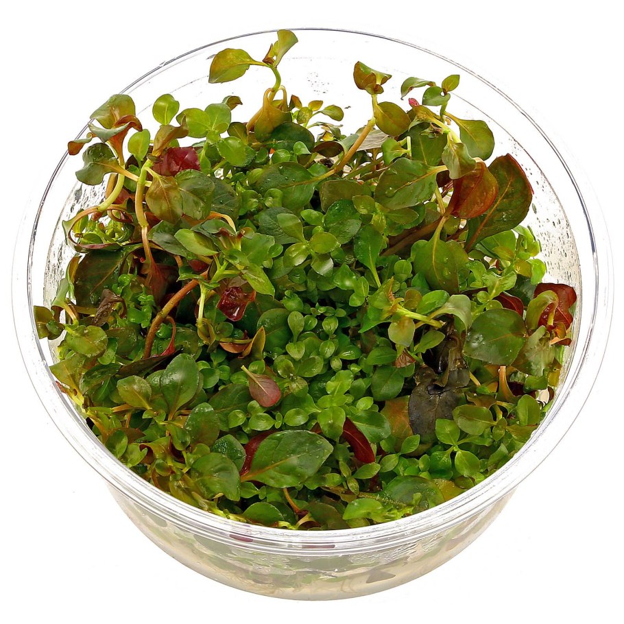 Растение плектрантус