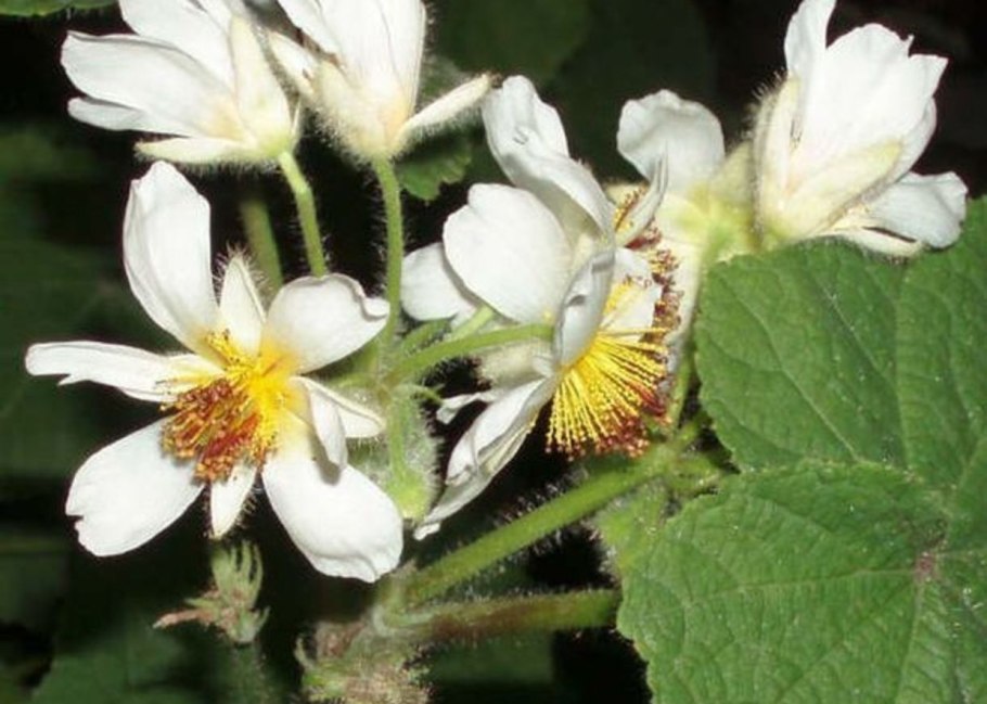 Спармания (комнатная липа)