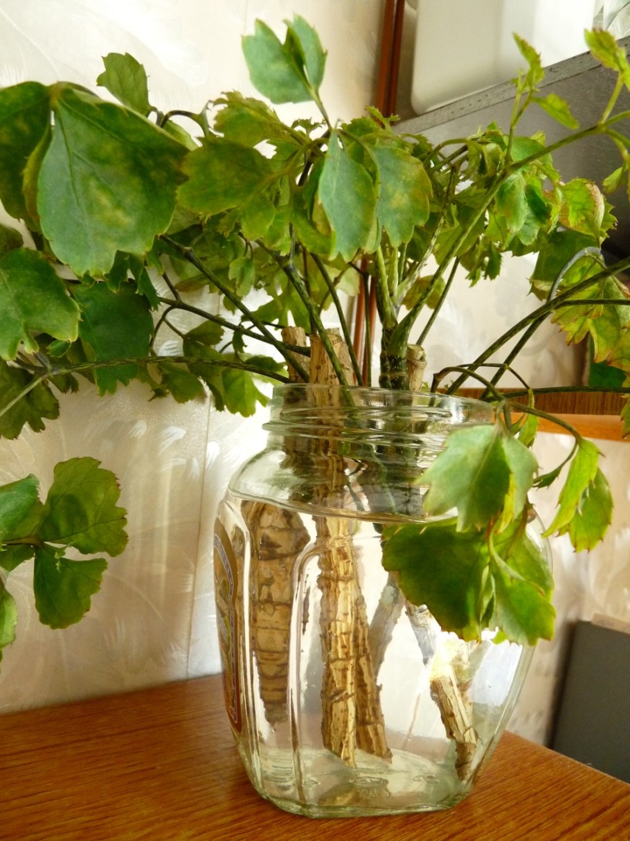 Спармания комнатная Липка