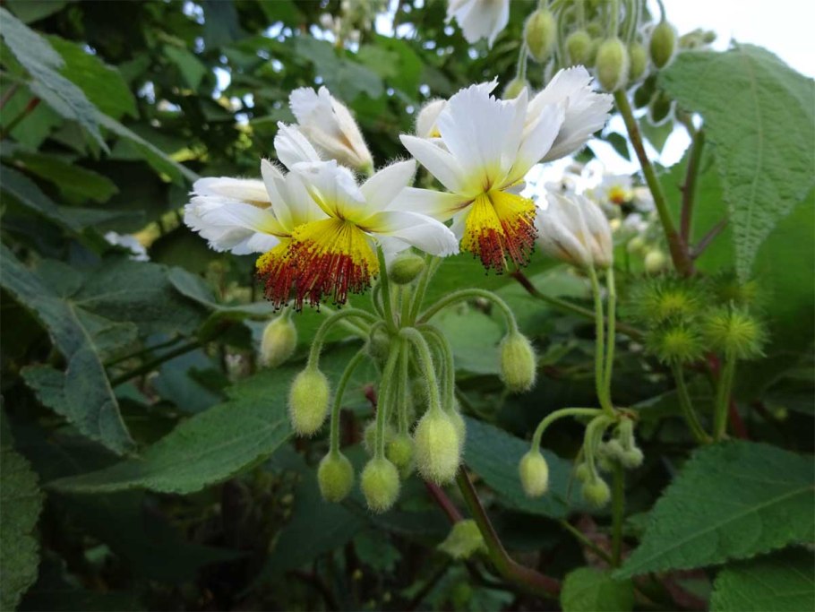 Спармания комнатная Липка