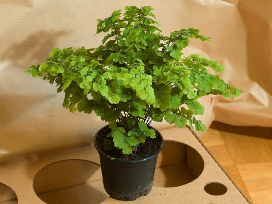 Хедера Уайт Рипли