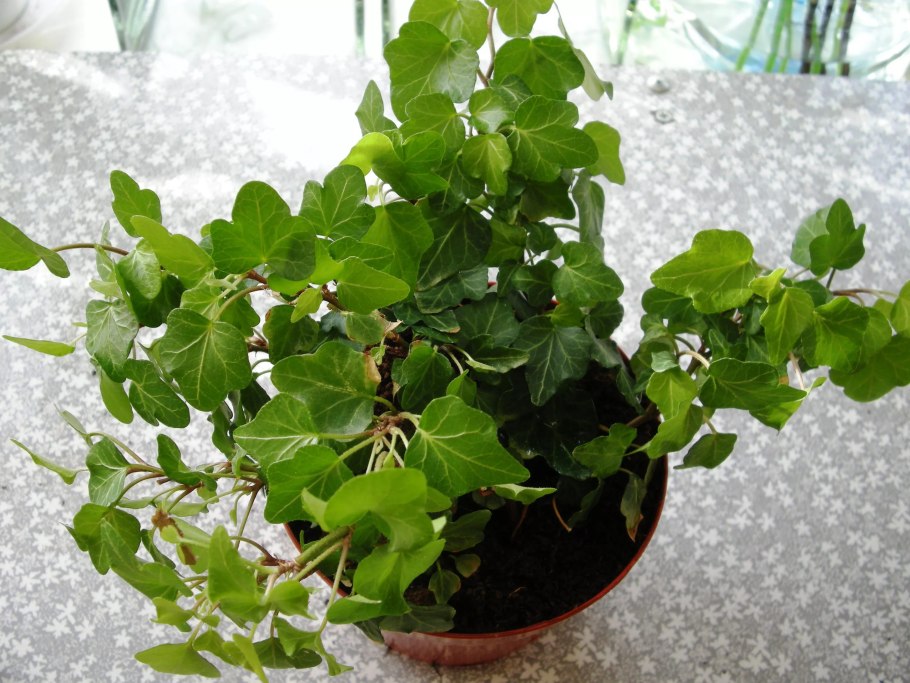 Плющ хедера комнатный