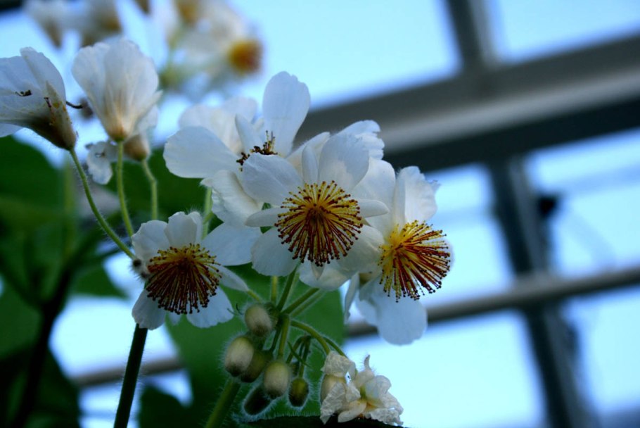 Мимоза стыдливая