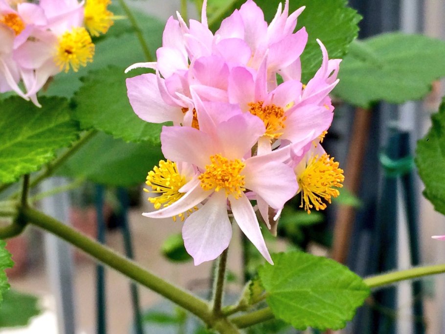 Спармания (комнатная липа)