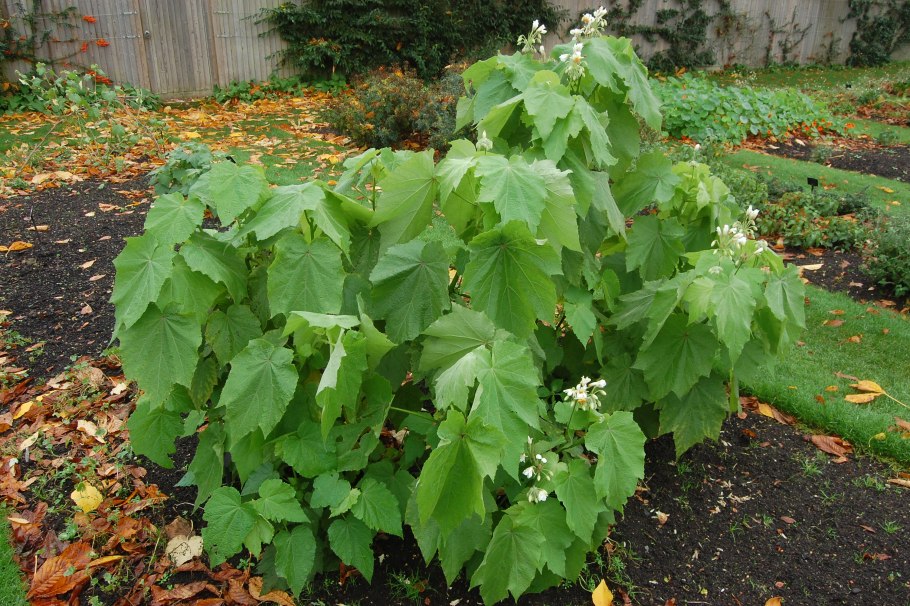 Спармания Африканская