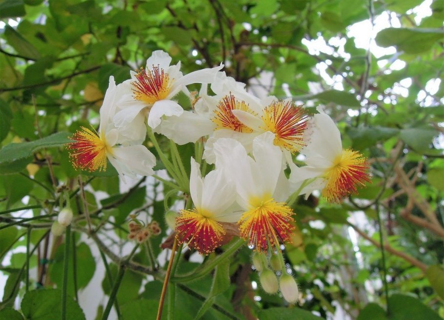 Спармания Африканская