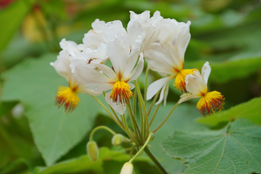 Спармания Африканская