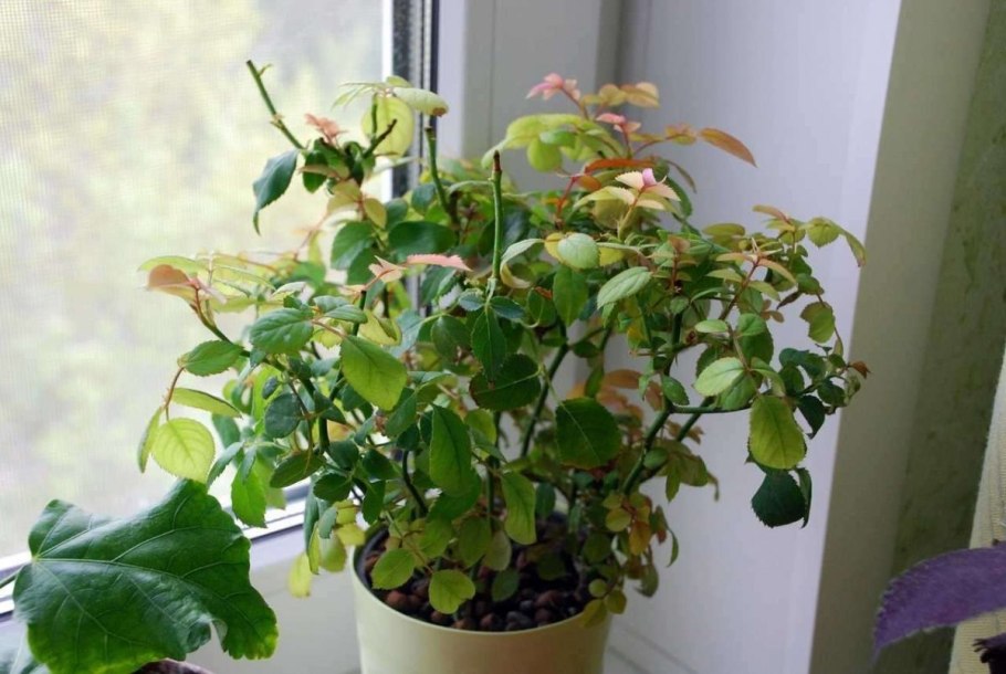 Плектрантус Южный