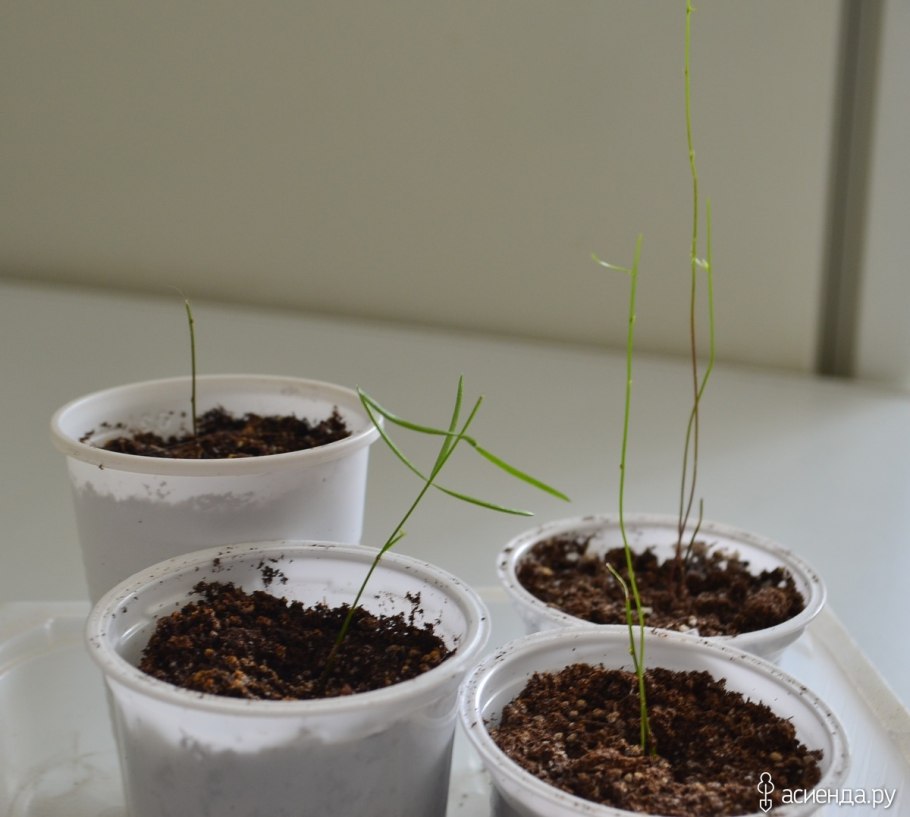 Адиантум Радди