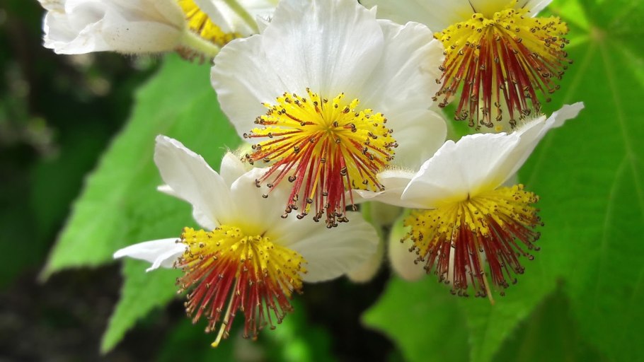 Спармания Африканская