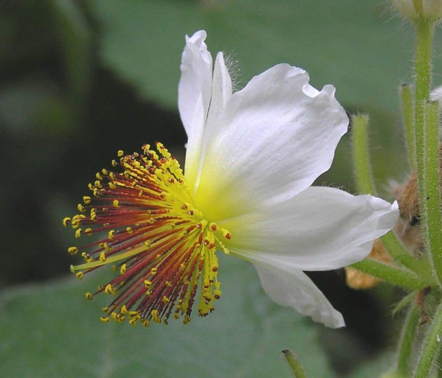 Апельсиновое дерево пикировка