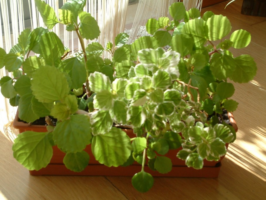 Фиттония грей