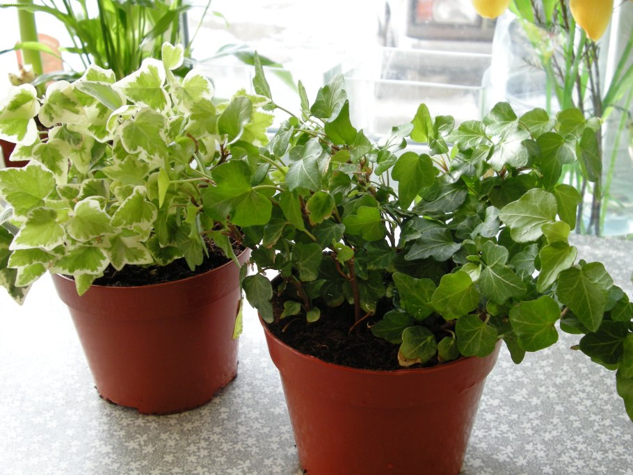 Комнатное растение плющ