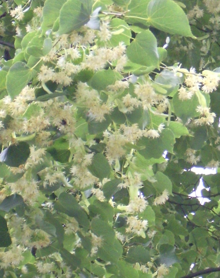 Липа мелколистная цветение