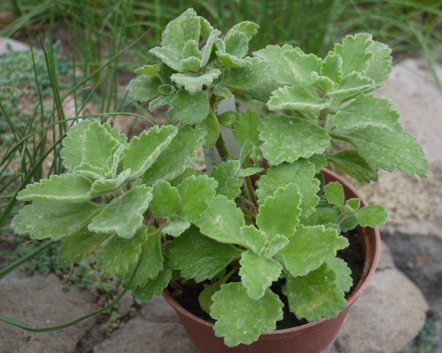 Европейская repens (Польша, c35, St 220) 10000 ₽