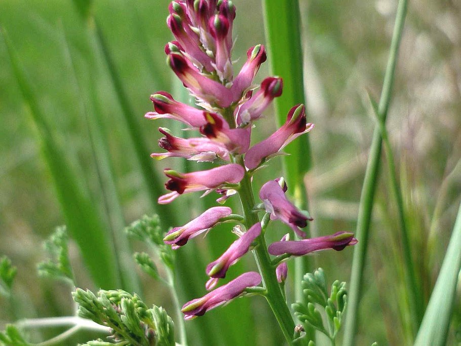 Дымянка аптечная (fumaria officinalis)