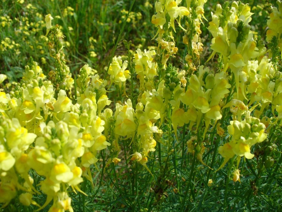 Льнянка львиный зев