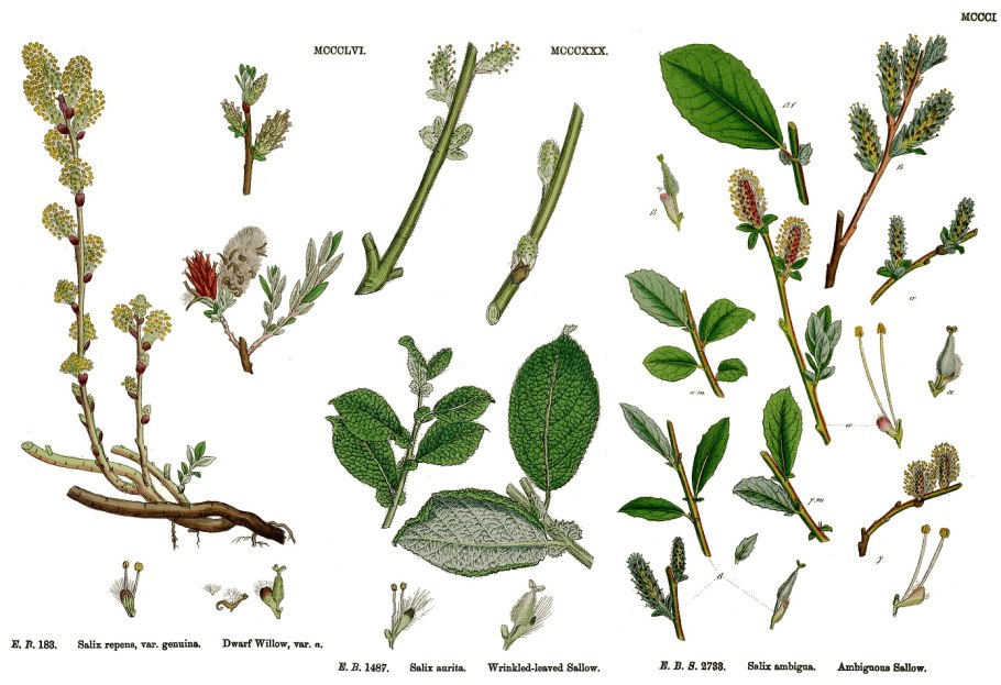 Солодка Уральская — Glycyrrhiza uralensis Fisch.