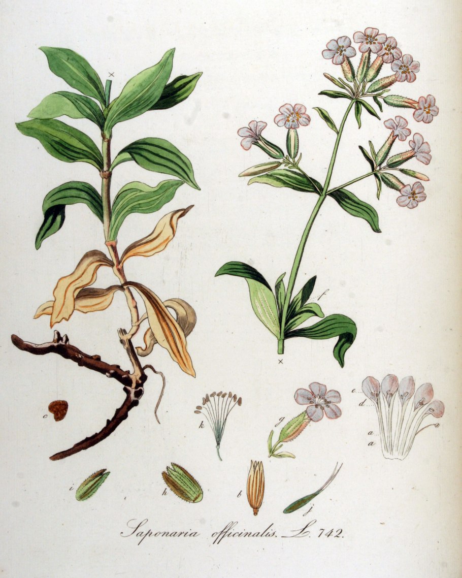 Saponaria officinalis