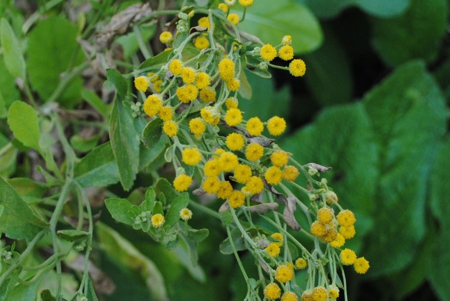 Пижма канупер бальзамическая