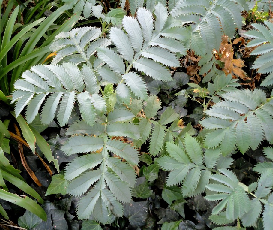 Мелиантус большой Melianthus Major