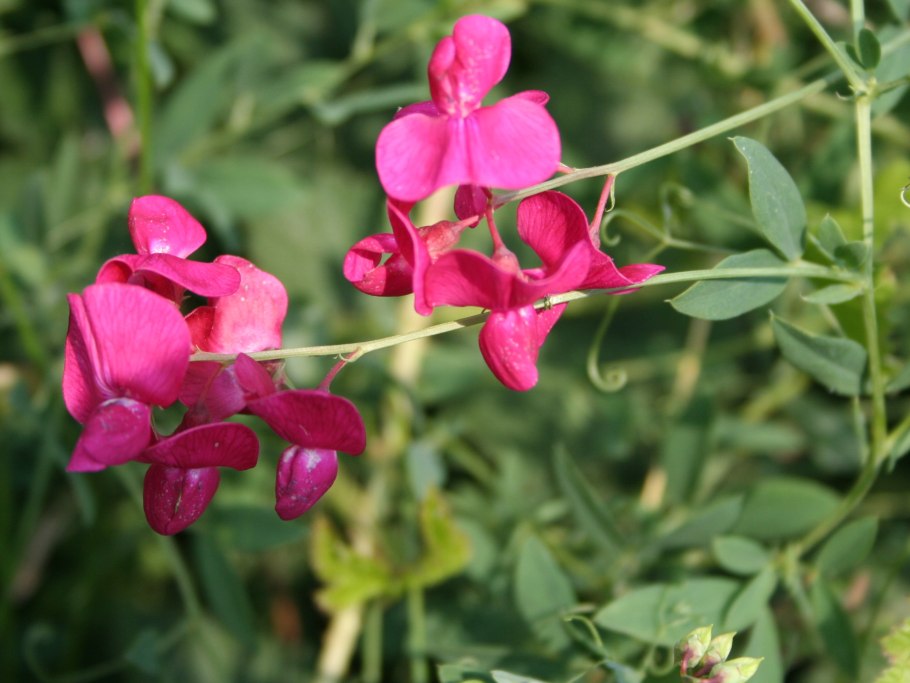 Чина (Lathyrus)