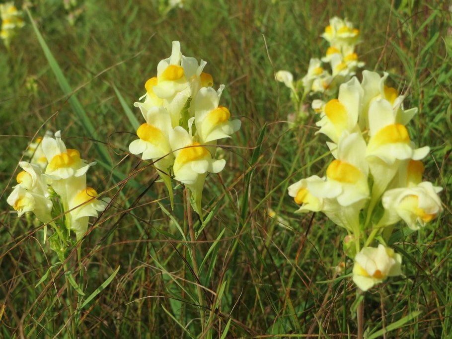 Льнянка обыкновенная Linaria vulgaris